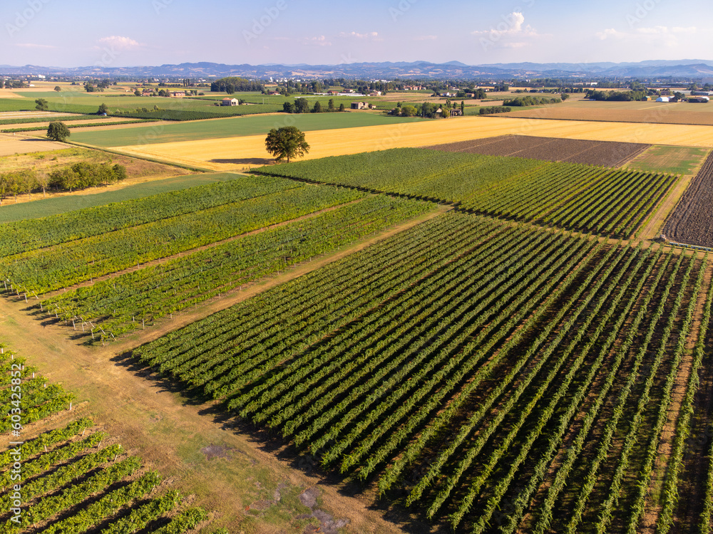Vineyards in Italy, Aerial view of scenic vineyards in Italy, Beautiful rural landscape, cultivation of wine . Vine of grapes on a plantation