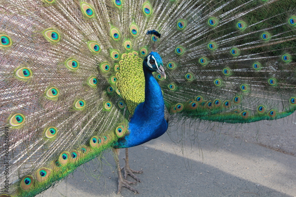 Obraz premium Peacock walking forward with feathers out