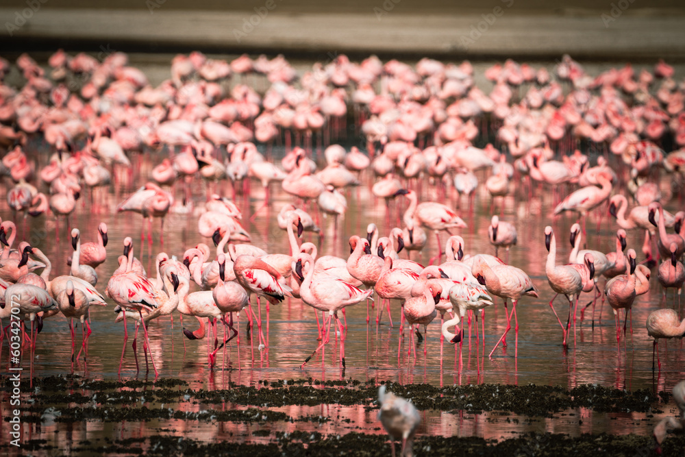 Naklejka premium Scene of pink flamingos eating algae - Lake Nakuru National Park Kenya Africa