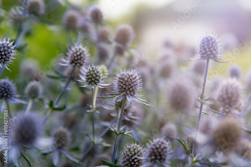 Sea Holly plant (Eryngium) or seaside eryngo blooming with blue purple flowers. Summer meadow with wild flowers