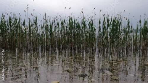 reed bed on the Lake Garda