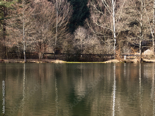 Принти на полотні Trees on a road behind Lake Helmbachweiher with reflections on a sunny winter day in the Palatinate Forest of Germany