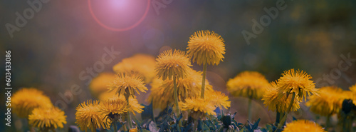 Dandelions in the tall grass.
