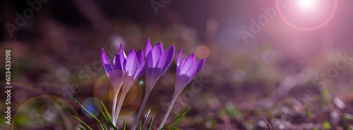 Crocuses flowering on a crocus meadow in spring,