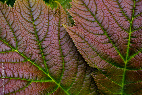 Two colorful bronze greenish leaves of Rodgersia, a flowering plant from Asia. Leaf structures with metallic surface and bright green veins. Macro close up in a botanical garden in Dortmund, Germany. photo