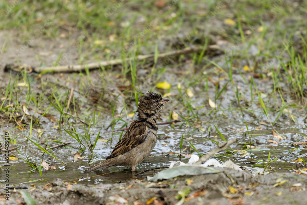 The sparrow, perched on a branch, indulges in a delicate ritual of self-care. With meticulous movements, it dips its tiny body into a nearby puddle, splashing droplets of water onto its feathers. The sparrow, perched on a branch, indulges in a delicate ritual of self-care. With meticulous movements, it dips its tiny body into a nearby puddle, splashing droplets of water onto its feathers.