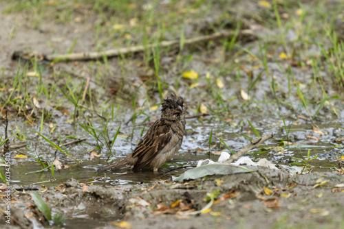 The sparrow, perched on a branch, indulges in a delicate ritual of self-care. With meticulous movements, it dips its tiny body into a nearby puddle, splashing droplets of water onto its feathers. © daniel