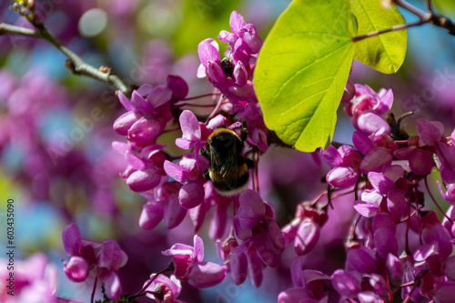The bee collects nectar from pink acacia