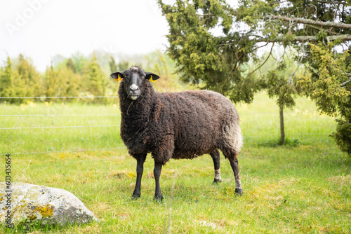 Portrait of a sheep standing in a field. Landscape caretaker. West Estonian Archipelago Biosphere Reserve.