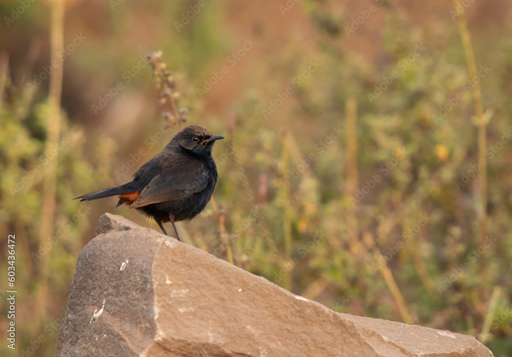 Obraz premium Indian Robin perched on rock at Bhigwan bird sanctuary Maharashtra