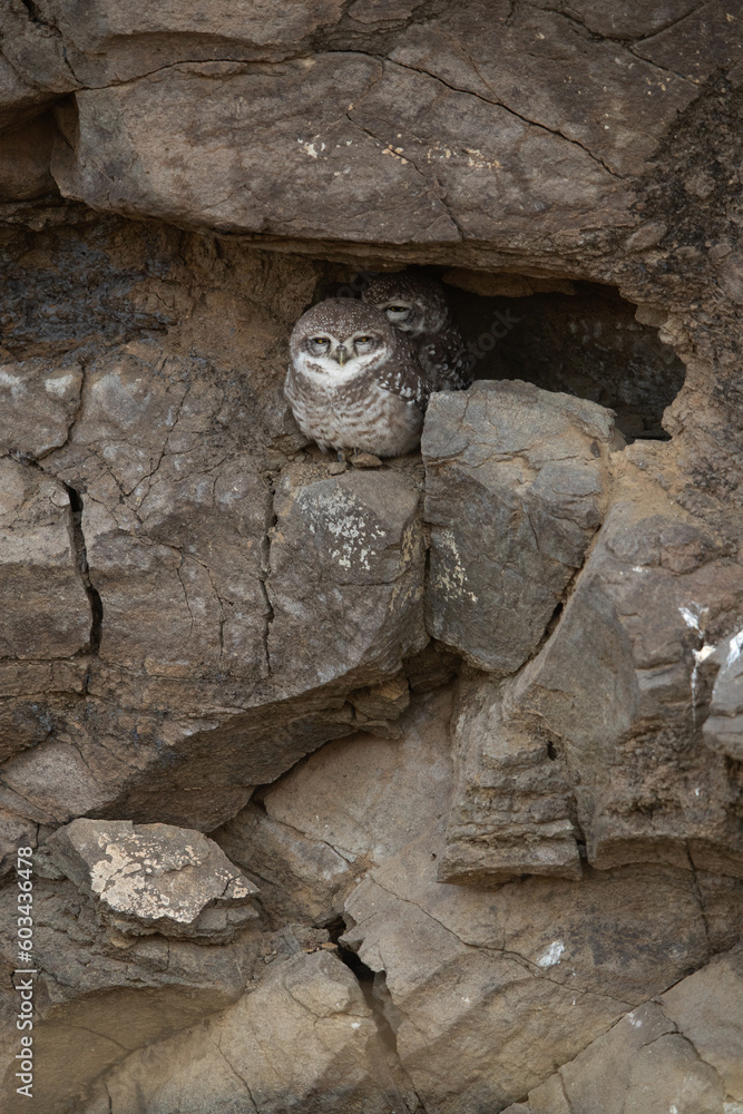 Little owl owlets in the rocks at Bhigwan bird sanctuary Maharashtra