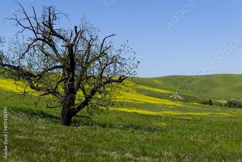 Old Oak Tree in the mustard field