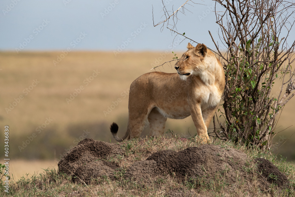 Lioness observing the surrounding from the top of a mound, Masai Mara, Kenya Lioness observing the surrounding from the top of a mound, Masai Mara, Kenya