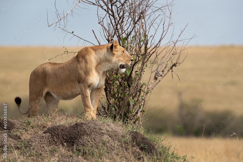 A lioness observing the surrounding from the top of a mound, Masai Mara, Kenya A lioness observing the surrounding from the top of a mound, Masai Mara, Kenya