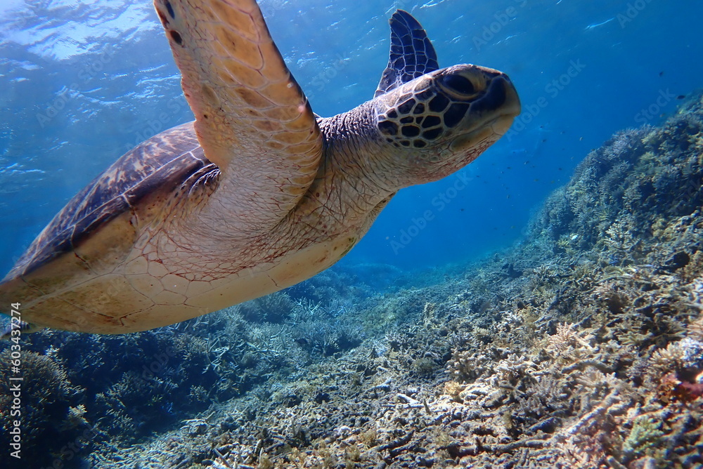 Obraz premium ウミガメ