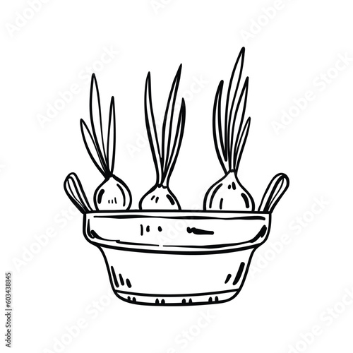 Hyacinth bulbs planted in a metal cachet. Doodle vector illustration. Spring illustration. Pot with sprouts. Flower planting season, spring. Hand-drawn. Isolated on white background.