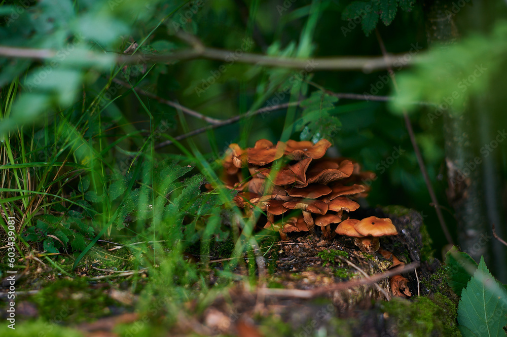 a group of mushrooms sitting on top of a tree stump a group of mushrooms sitting on top of a tree stump