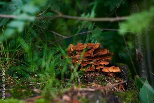 Photography a group of mushrooms sitting on top of a tree stump