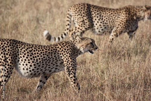 cheetah on the ground