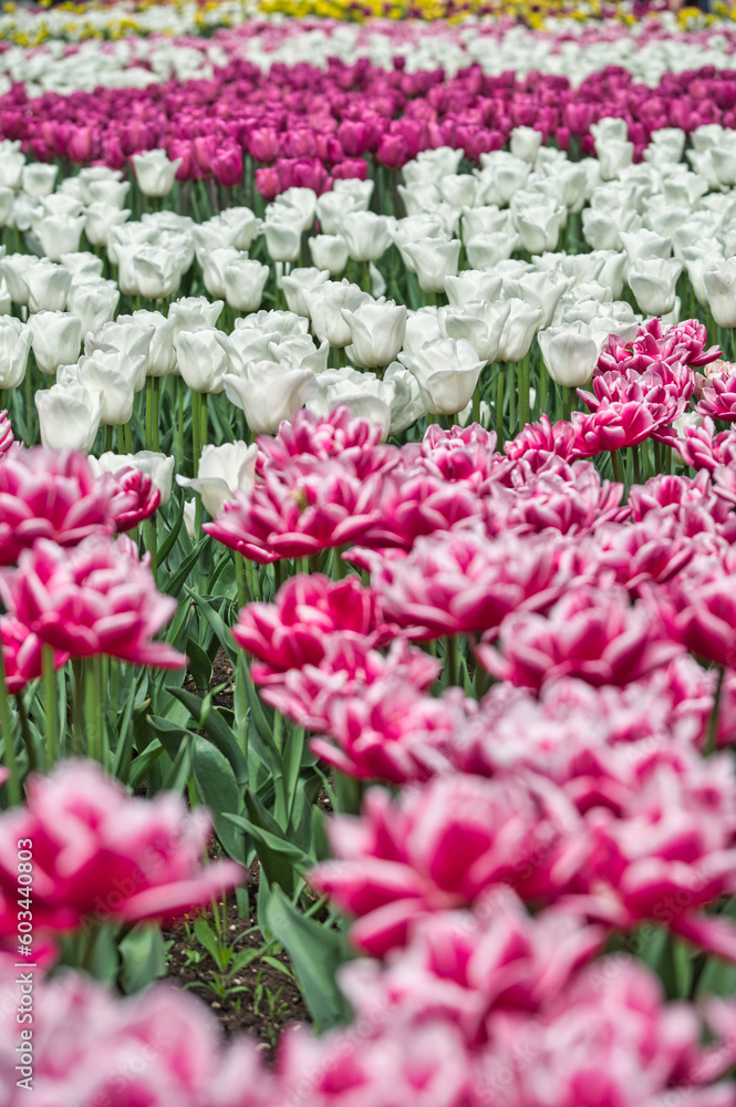 Obraz premium multicolored tulips on flowerbed