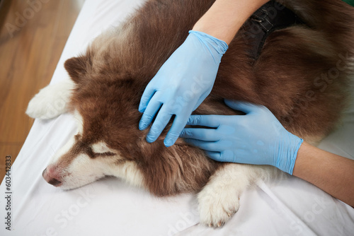 Veterinarian in silicone gloves checking Samoyed dog for ticks