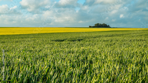 Champs de blé sous un ciel nuageux. Belles couleurs vertes et jaunes.