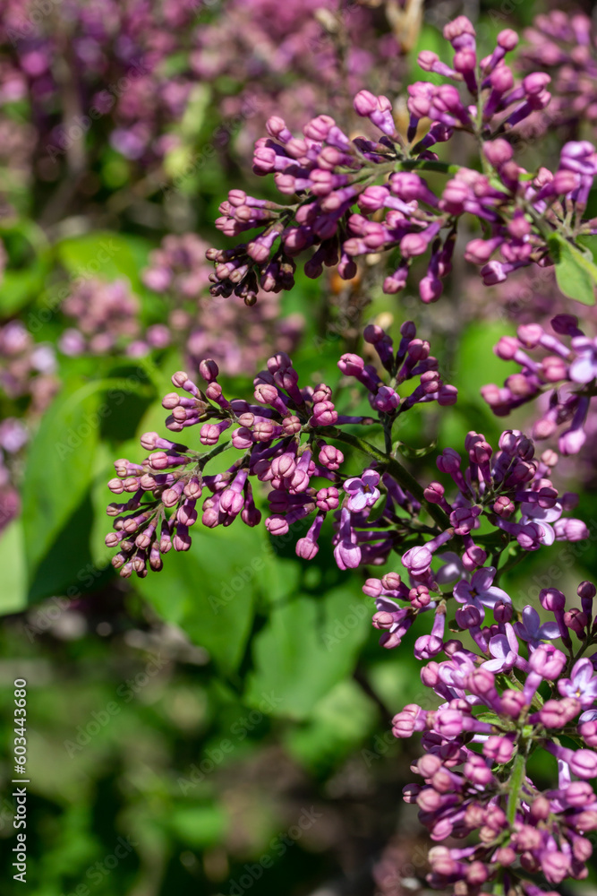 Abstract texture background of newly opening purple buds on a Persian lilac (syringa persica) bush Abstract texture background of newly opening purple buds on a Persian lilac (syringa persica) bush