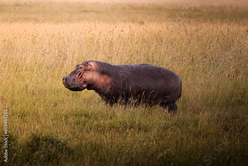 Fotografía Wild big grey african hippo in the savannah in the Serengeti National Park, Tanz