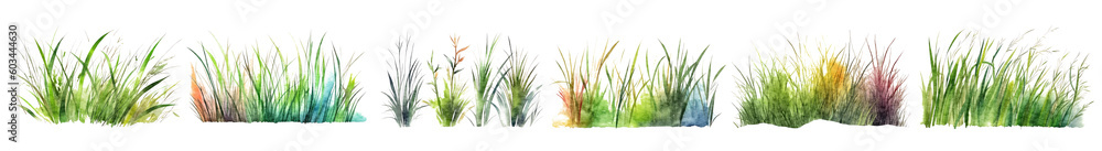 Long meadow grass collection painted with watercolor, set isolated on white transparent background