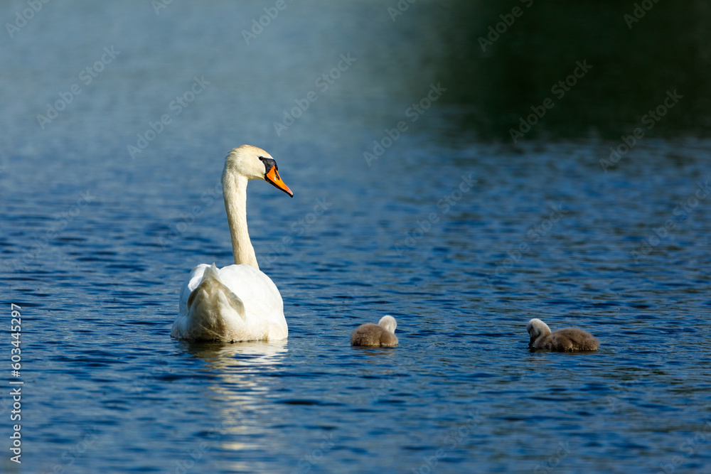 A swan family on the lake