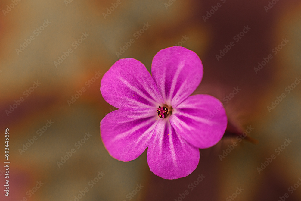 close up of pink flower close up of pink flower