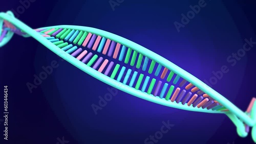 DNA molecule, colorful dna helix, unwinding, labels: nucleotide adenine, thymine, cytosine, guanine, sugar phosphate backbone and base pair. 3d animation