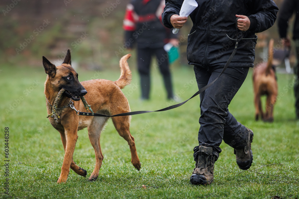 Belgian malinois dog. Animal trainer doing obedience training with his shepherd dog outdoors Belgian malinois dog. Animal trainer doing obedience training with his shepherd dog outdoors