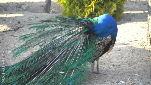 Colored peacock cleans its feathers and spreads its peacock tail. Exotic bird in the wild. Ornithology