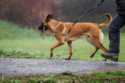 Dog walking. Belgian malinois walks with pet owner outdoors
