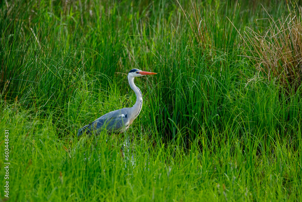 Fototapeta premium A Gray Heron in the wetlands