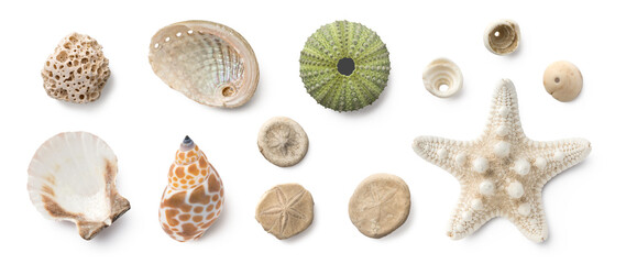 beach finds: small seashells, fossil coral and sand dollars, puka shells, a sea urchin and a white starfish / sea star, ocean, summer and vacation design elements isolated over transparent background