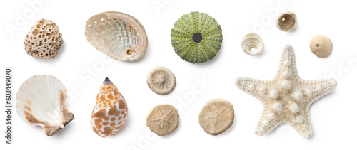 Fotografie, Obraz beach finds: small seashells, fossil coral and sand dollars, puka shells, a sea