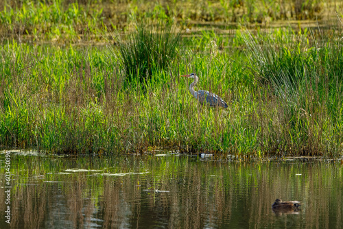 A Gray Heron in the wetlands