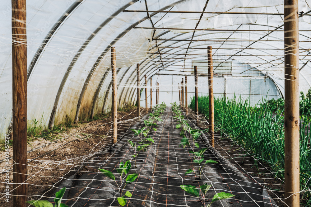 nachhaltiger biologischer landwirtschaftlicher Anbau von Tomaten im Gewächshaus.