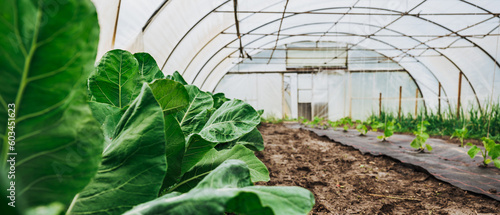 Wallpaper Mural Impression im Gewächshaus. Grünpflanzen im Vordergrund, Tomatenpflanzen im Hintergrund Torontodigital.ca