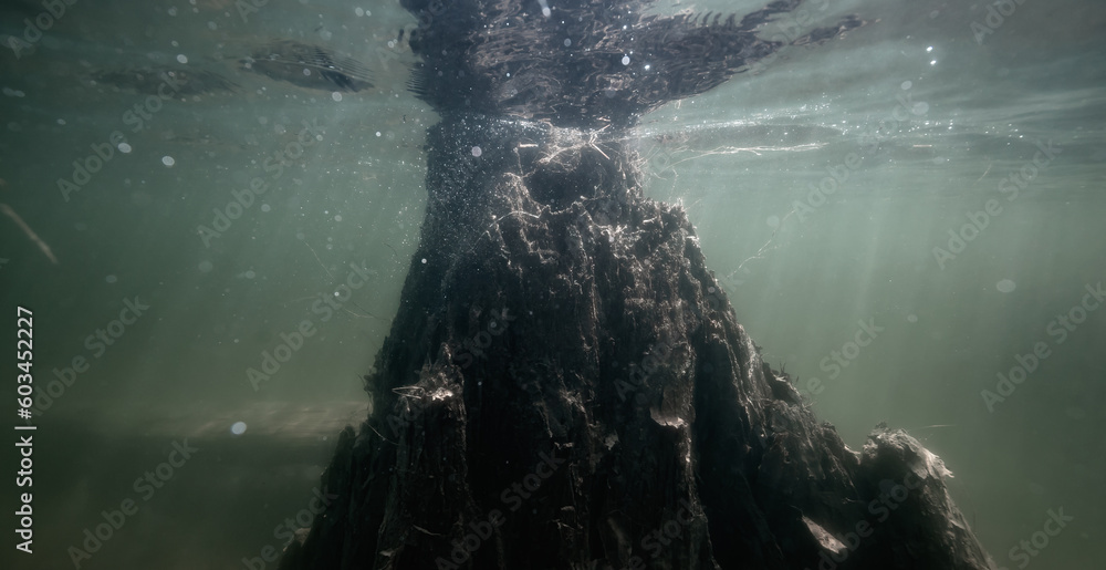 Obraz premium Tree trunk underwater. Buntzen Lake, Anmore, Vancouver, BC, Canada. Sunny Spring Season Day