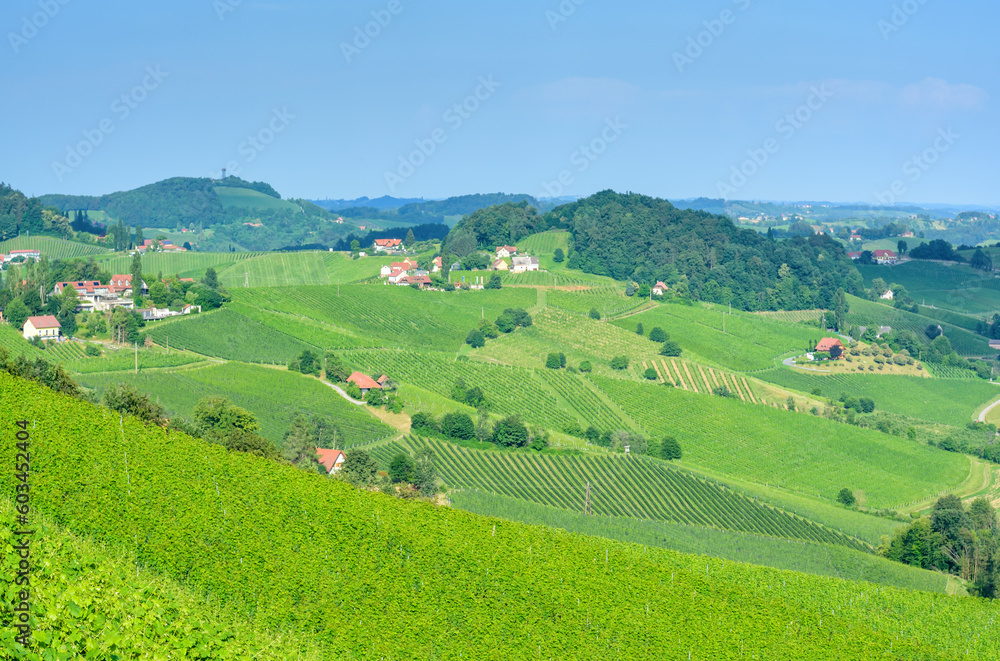 View of the vineyards in the distance