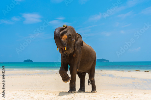 Elephant on the tropical beach background, Koh Chang, Trat, Thailand..Elephant show trunk standing in .summer at the sandy beach with the beautiful blue sea, Koh Chang island.