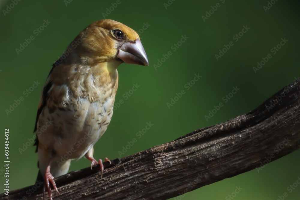 hawfinch