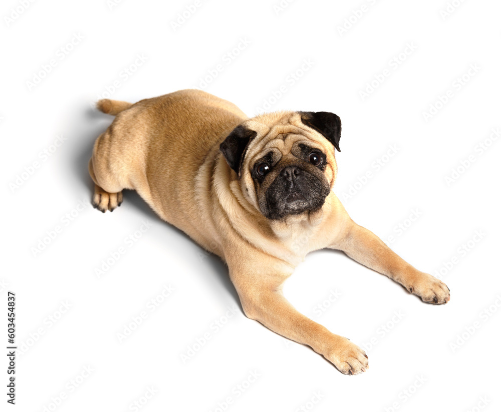 Purebred funny friendly pug lies on a white background and looks into the camera with interest. Purebred funny friendly pug lies on a white background and looks into the camera with interest.