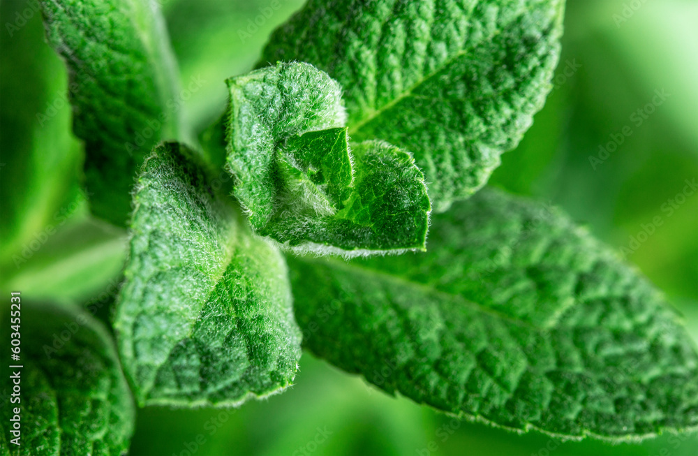 Fresh leaves of medicinal green nettle.Alternative medicine. Fresh leaves of medicinal green nettle.Alternative medicine.