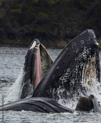 A Peek into a Humpback Whale's Mouth photo