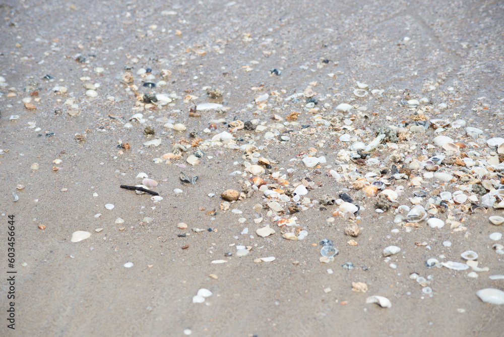 Pebbles and shells in the sand of beach
