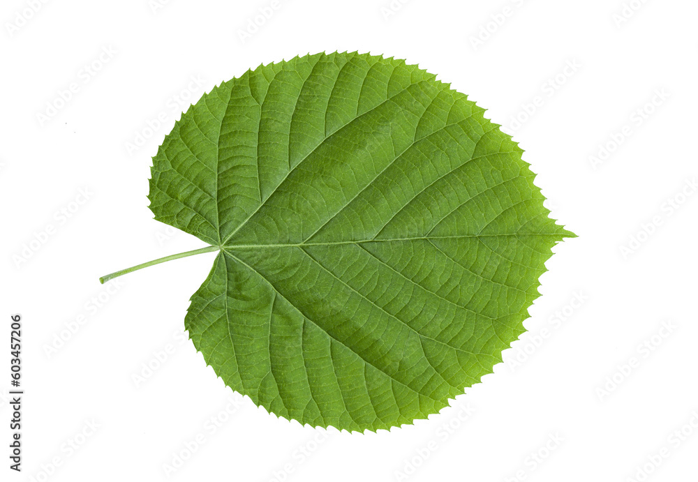 Fototapeta premium fresh green leaf isolated on a transparent background